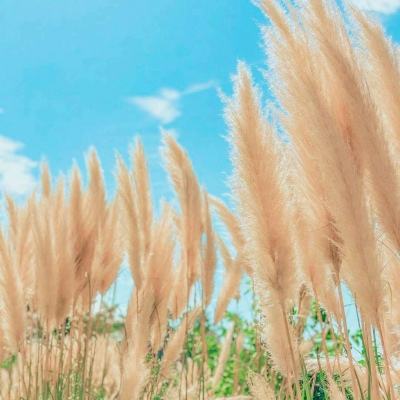宝贝星球破解版下载